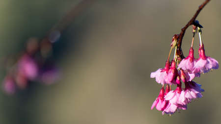 sakuraの写真素材