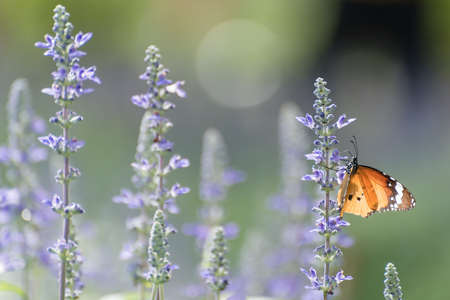 butterfly on lavenderの写真素材