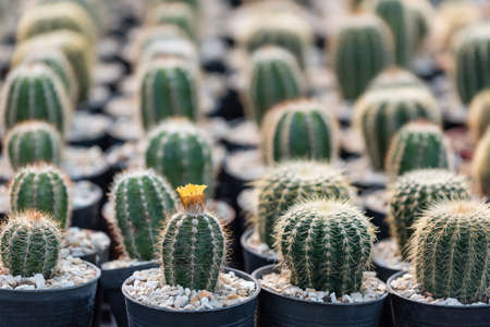 cactusの写真素材