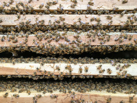 beehive