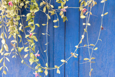 tree branch with blue wooden backgroundの写真素材