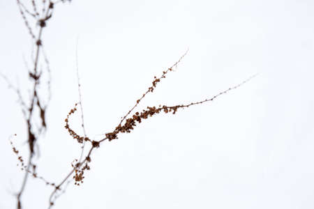 Laconic natureの写真素材