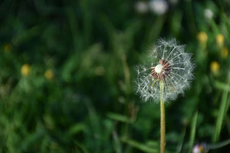dandelionの写真素材