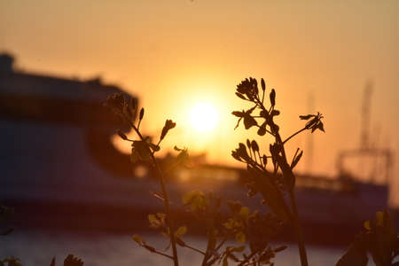 sunsetの写真素材