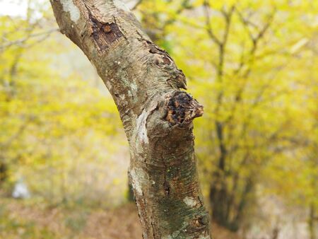 colors of autumn trees vegetation and creatures