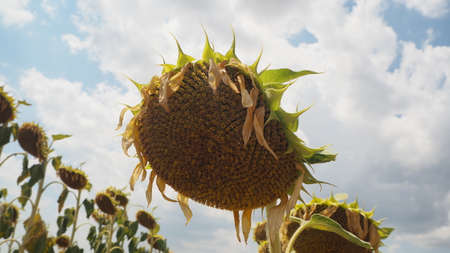 endemic flowers in turkey at decemberの写真素材