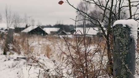 The wind swaying the dry grass against the background of the old village houseの写真素材