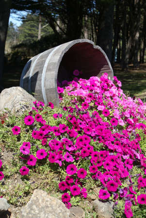 Barrel of flowersの写真素材
