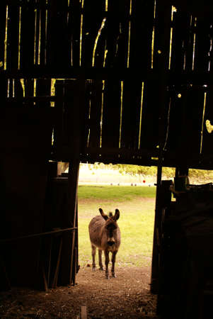 donkey doorの写真素材