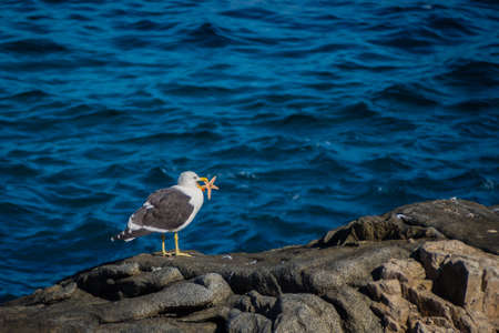 Seagull eating a starfidsh in the coast of Chile, near Zapallar villageの写真素材