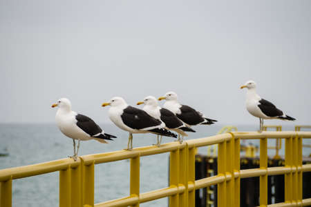 Seagulls in a handrail in the coast of Chile. In Punta de Choros, Pacific Oceanの写真素材