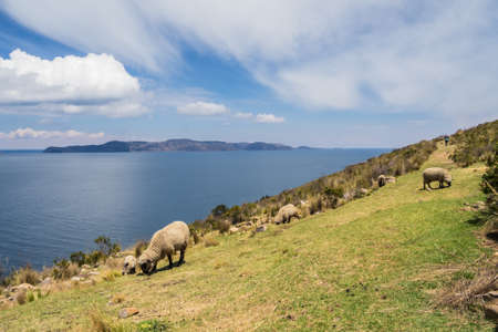 Viewof the Sun island fron the moon island in lake Titicaca, Bolivia. Sheeps eating grass