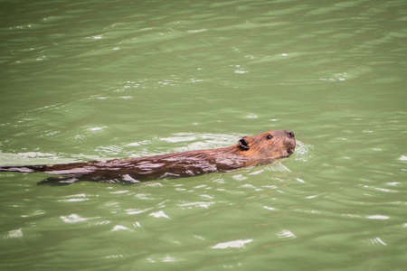 A beaver swimming in alke in Ushuaia. Near Laguna Esmeralda in South of Argentina in the Patagonia
