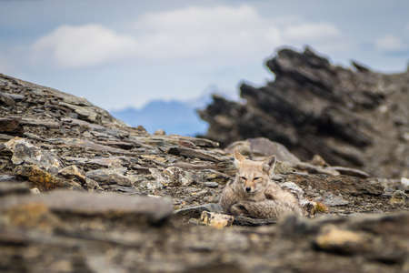 Detail of a grey fox relaxing in the top of Cerro Guanaco in Ushuaia. South of Argentina in Patagoniaの写真素材