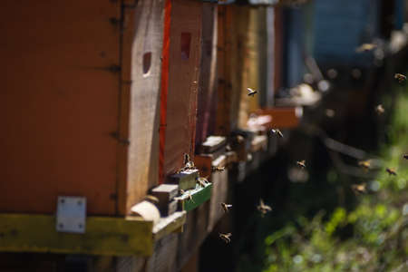Beehive Relocating Bees in Forest for Honey Bee Raw Linden Honey. Colorful Painted Beehive, bees al...
