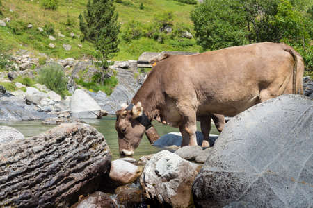 a cow drinking in a river in Spanish Pyreneesの写真素材