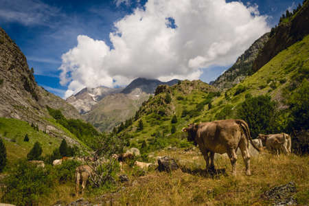 Cow in the Pyrenees in Spain. landscape mountains and natureのeditorial素材