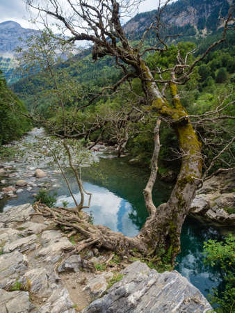 Detail of Ara river in Bujaruelo valley in Pyrenees, mountais tree and river in Huesca Spainの写真素材