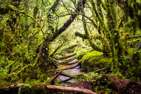 Detail of the enchanted forest in carretera austral, Bosque encantado Chile patagoniaの写真素材