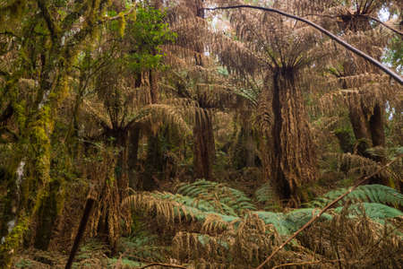 Old fern trees in National Park Amboro