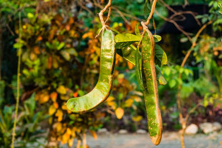 Tropical tree in Bolivia Villa Turnari. Fruits in the rainforest