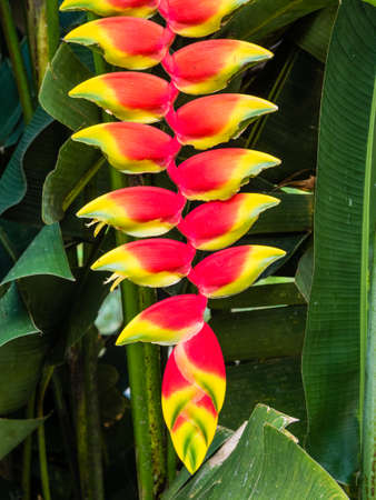 red tropical heliconia flower blossomの写真素材