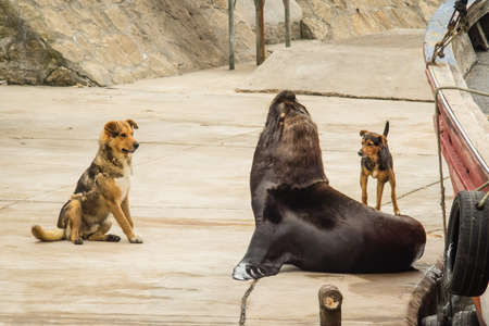 Argentina sea wolf at fishing port, city of Mar del Plataの写真素材