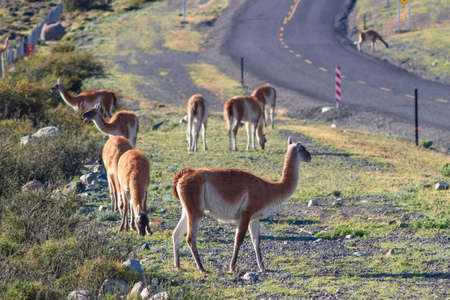 Guanaco in the Torres del Paine National Park. Autumn in Patagonia, the Chilean side Guanacos.の写真素材