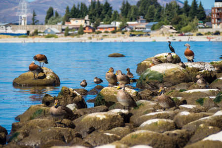 bird resting on a rock at Nahuel Huapi Lake in San Carlos de Bariloche, Argentina.Patagoniaの写真素材