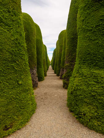 Punta Arenas cementery trees in Chile, Patagonia. Clouds