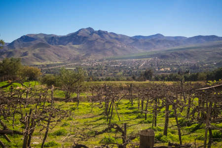 Vineyard when Grapevine flower are transforming into a grape berry. Elqui Valley, Andes part of...