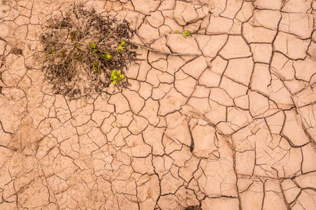Dry floor in tehe desert of Atacama with a growing plant. Backgroundの写真素材