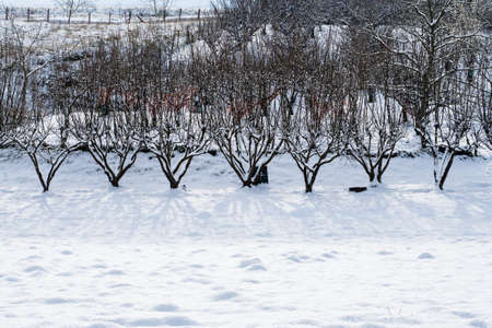 Trees with snow in winter park, Tree line