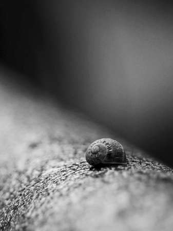 Focus in a sanil, black and white. Short deep of field picの写真素材