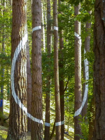 Painted forest in Oma, Basque Country, white circle. Ibarrolaの写真素材