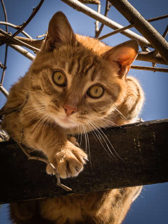 Adorable orange cat looking down in a tree.の写真素材