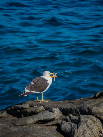 Seagull eating a starfidsh in the coast of Chile, near Zapallar villageの写真素材