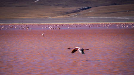 Flamingos in Red lagoon laguna colorada in abaroa National Park in Boliviaの写真素材