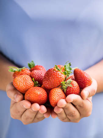 Strawberries held by hands by a girl with pastel blue clothes. fruitsの写真素材