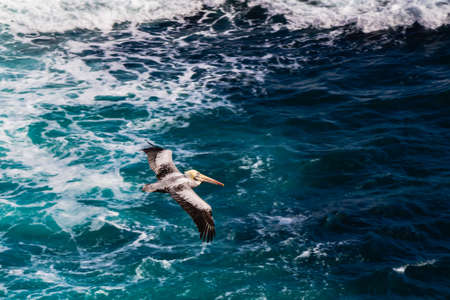 Pelican flying over a blue rough sea, in the coast of north Chile, Antofagasta.の写真素材