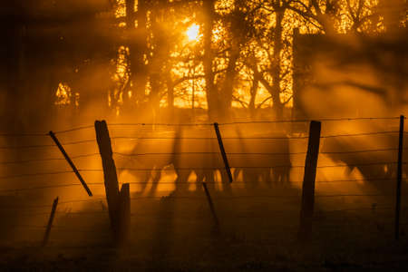 Herd of cows among the trees lit by sunbeams at sunset. Argentinaの写真素材