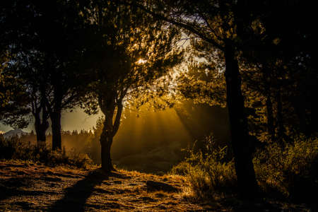 Rays of the sun behind the trees in the lagoon Lazeta in Esquel, Argentina