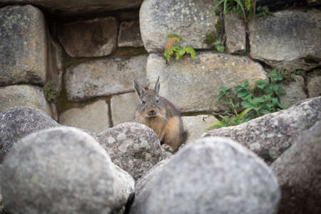 A vizcacha in the Inca ruins of Machu Picchu in Peru, near Cuzco