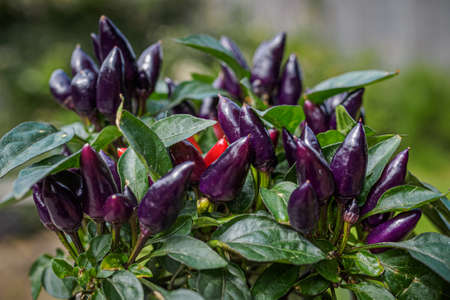 Purple and red chili peppers growing on a plant. Selective focus