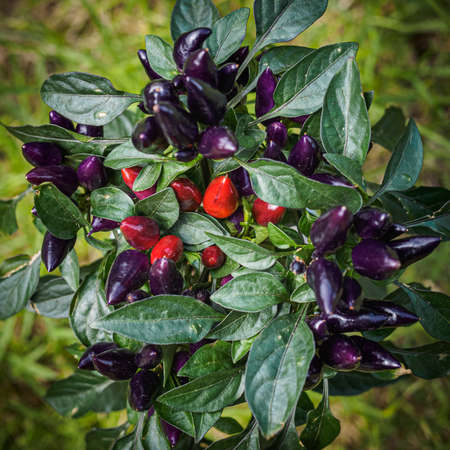 Purple and red chili peppers growing on a plant. Selective focusの写真素材