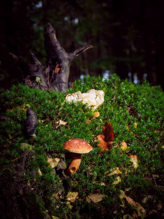 Wild mushroom Boletus Edulis growing in the forest, wild mushrooms in the woods. Edible mushroomsの写真素材