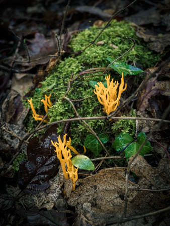 Strange wild mushroom growing in the forest during the autumnの写真素材