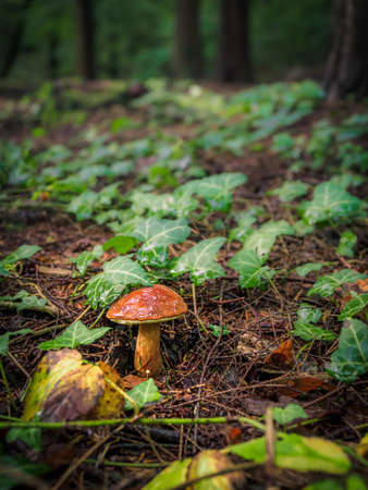 Wild mushroom Boletus Edulis growing in the forest, wild mushrooms in the woods. Edible mushrooms