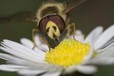 a fly on a flower