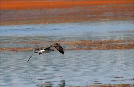 seagull